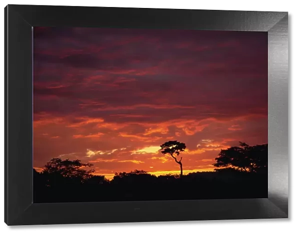Silhouette of African trees at sunrise, Uganda, East Africa, Africa