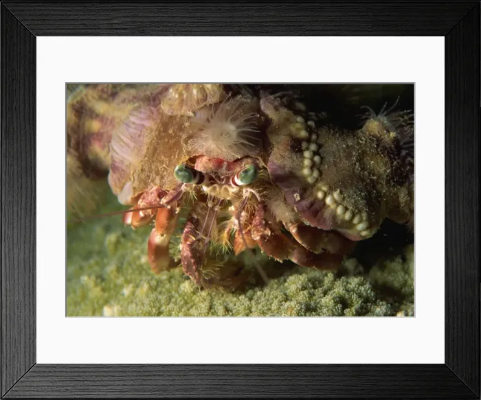 Framed Print : A decorator crab camouflages himself by attaching living sponges and anemones Framed Print : A decorator crab camouflages himself by attaching living sponges and anemones