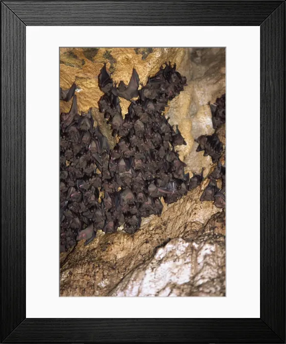 Framed Print : Bats at Goa Lawah, a temple, provide sustenance for legendary giant snake Naga Basuki