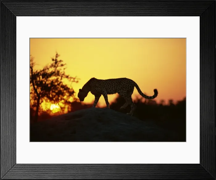 Framed Print : Cheetah (Acinonyx jubatus), Okavango Delta, Botswana, Africa Framed Print : Cheetah (Acinonyx jubatus), Okavango Delta, Botswana, Africa