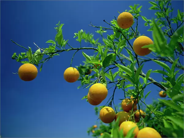 Orange tree, Valencia, Spain, Europe