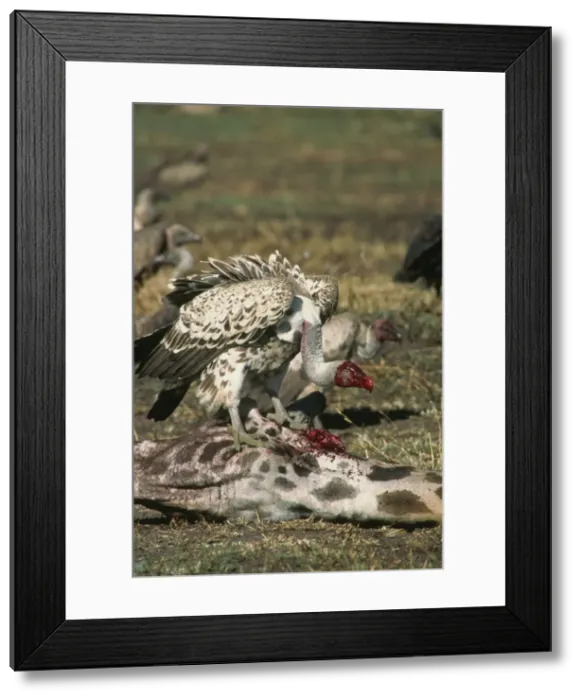 Framed Print : Vulture with head covered in blood from giraffe kill, Kenya, East Africa, Africa Framed Print : Vulture with head covered in blood from giraffe kill, Kenya, East Africa, Africa