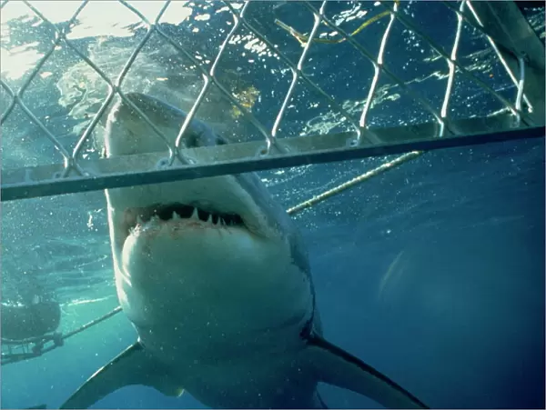 Great white shark from shark cage, Australia, Pacific