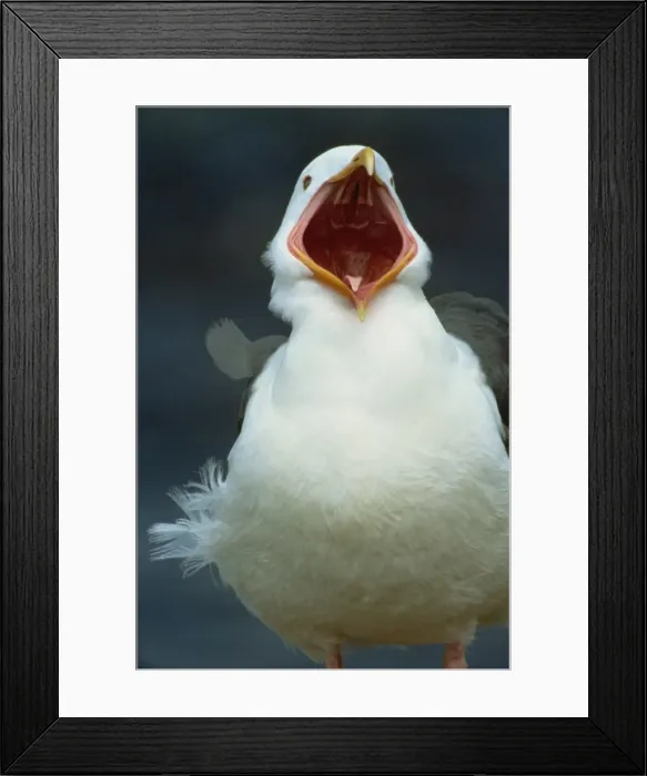 Framed Print : Gull calling Framed Print : Gull calling