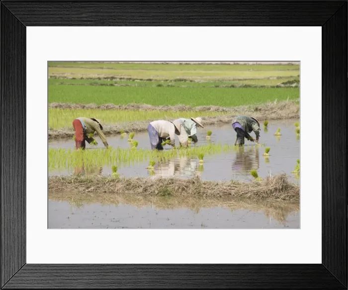 Framed Print : Rice Planting, Vientiane, Laos, Indochina, Southeast Asia, Asia Framed Print : Rice Planting, Vientiane, Laos, Indochina, Southeast Asia, Asia
