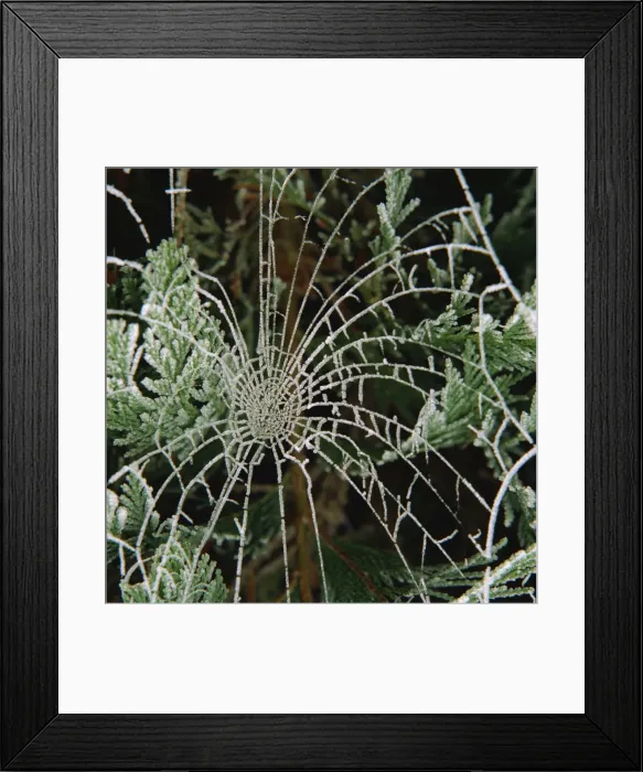 Framed Print : Hoar frost on spiders web, Surrey, England, United Kingdom, Europe Framed Print : Hoar frost on spiders web, Surrey, England, United Kingdom, Europe
