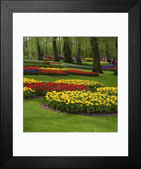 Framed Print : Keukenhof Gardens near Amsterdam, Holland, Europe Framed Print : Keukenhof Gardens near Amsterdam, Holland, Europe