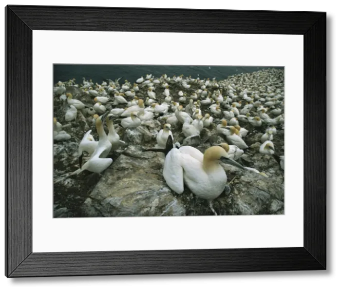 Framed Print : Gannets on nests, Bass Rock, East Lothian, Scotland, United Kingdom, Europe Framed Print : Gannets on nests, Bass Rock, East Lothian, Scotland, United Kingdom, Europe