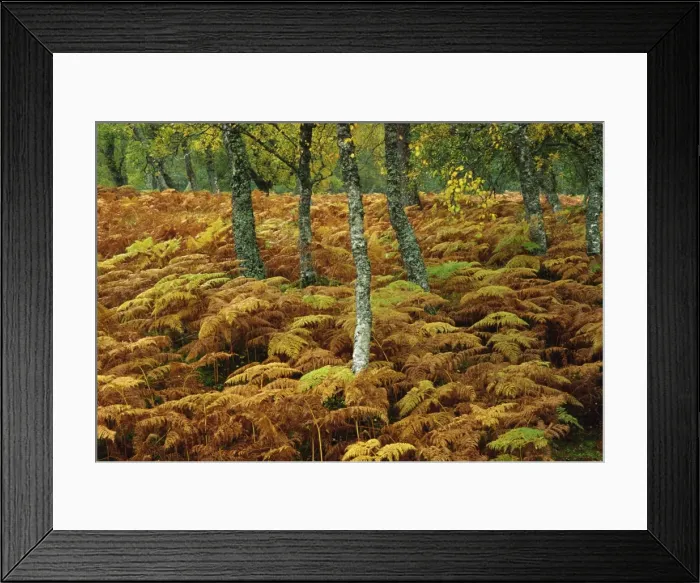 Framed Print : Birch trees and bracken in autumn, Glen Strathfarrar, Highlands, Scotland