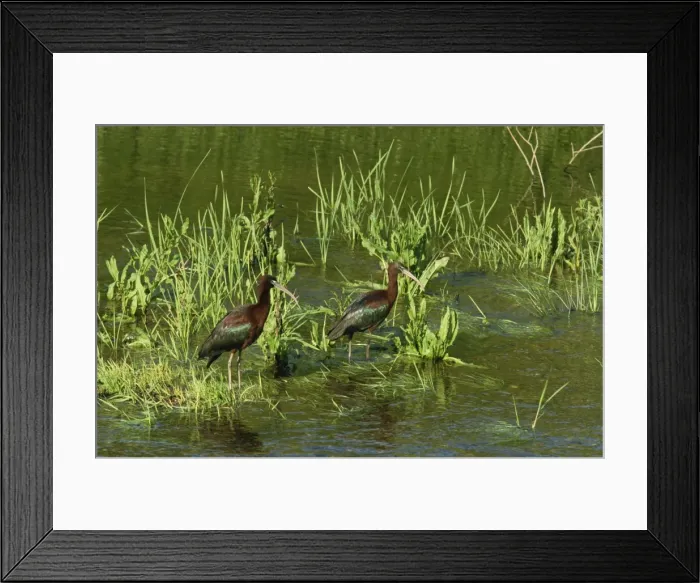 Framed Print : Glossy ibis, Lesbos Island, Greece, Europe Framed Print : Glossy ibis, Lesbos Island, Greece, Europe