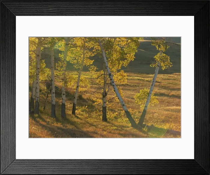 Framed Print : Aspen trees in autumn colours, Yellowstone National Park, UNESCO World Heritage Site Framed Print : Aspen trees in autumn colours, Yellowstone National Park, UNESCO World Heritage Site