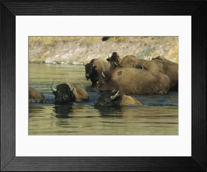 Framed Print : Bison, Madison River, Yellowstone National Park, UNESCO World Heritage Site Framed Print : Bison, Madison River, Yellowstone National Park, UNESCO World Heritage Site