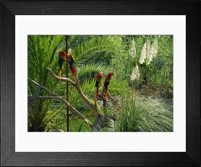 Framed Print : Parrots in Palmitos Park, Maspalomas, Gran Canaria, Canary Islands, Spain Framed Print : Parrots in Palmitos Park, Maspalomas, Gran Canaria, Canary Islands, Spain