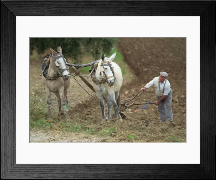 Framed Print : Ploughing with donkeys, near Olvera, Cadiz, Andalucia, Spain, Europe Framed Print : Ploughing with donkeys, near Olvera, Cadiz, Andalucia, Spain, Europe