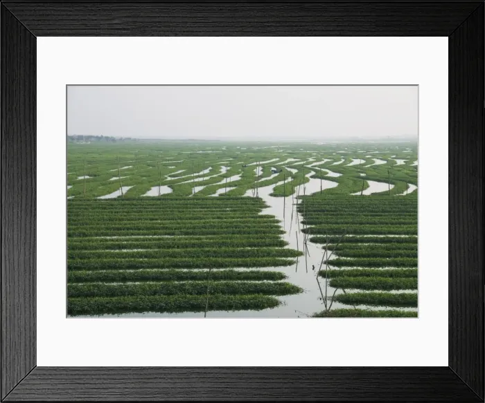 Framed Print : Morning glory grown for food, Phnom Penh, Cambodia, Indochina, Southeast Asia, Asia Framed Print : Morning glory grown for food, Phnom Penh, Cambodia, Indochina, Southeast Asia, Asia