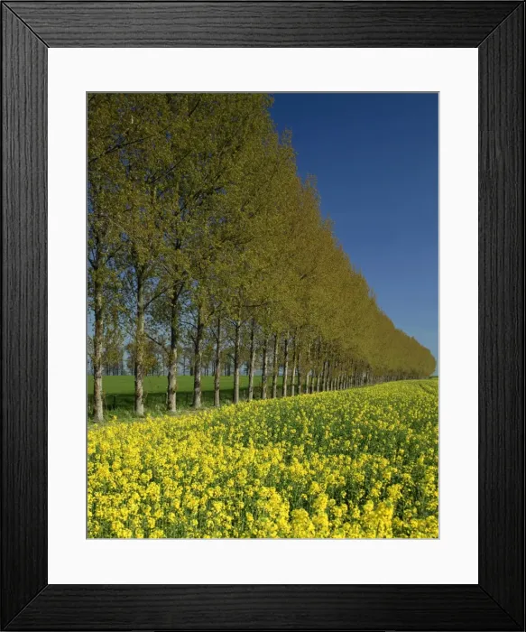 Framed Print : A line of trees on the edge of a rape field in the United Kingdom, Europe Framed Print : A line of trees on the edge of a rape field in the United Kingdom, Europe