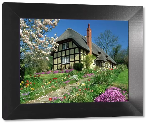 Timber framed thatched cottage and garden with spring flowers at Eastnor in Hereford