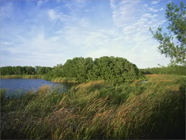 Reeds and waterway, Everglades National Park, Florida, United States of America