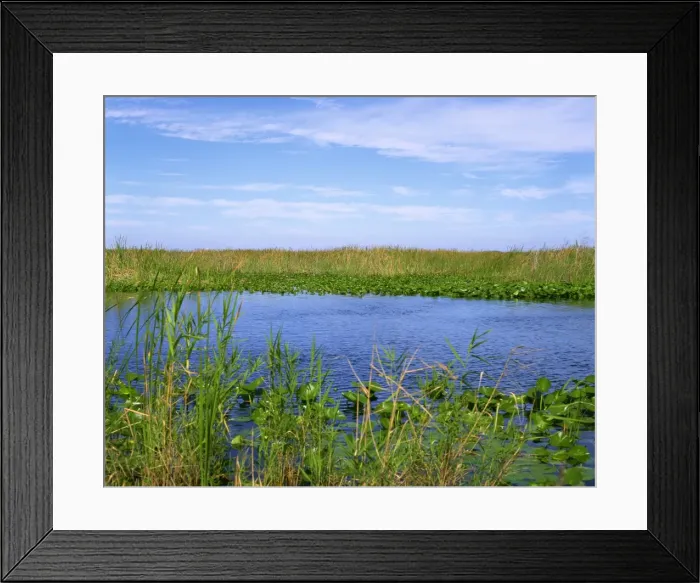 Framed Print : Lilies, reeds and waterway, Everglades National Park, Florida, United States of America Framed Print : Lilies, reeds and waterway, Everglades National Park, Florida, United States of America