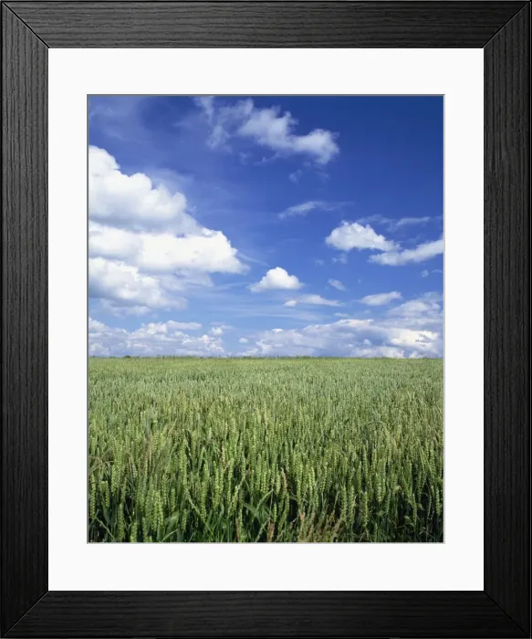 Framed Print : A wheat field and blue sky with white clouds in England, United Kingdom, Europe Framed Print : A wheat field and blue sky with white clouds in England, United Kingdom, Europe