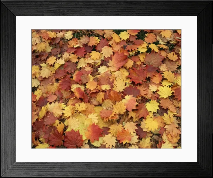 Framed Print : Carpet of autumn leaves