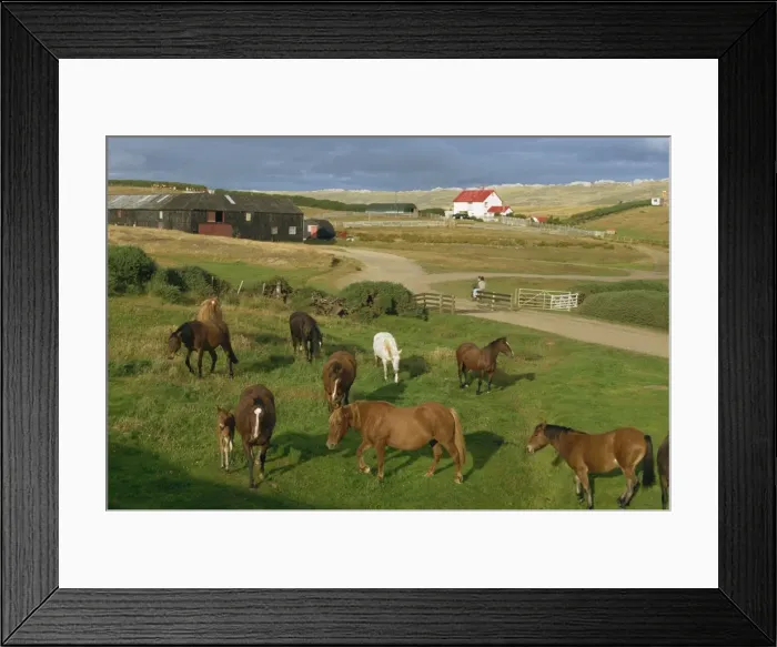 Framed Print : Port Howard, Falkland Islands, South America Framed Print : Port Howard, Falkland Islands, South America