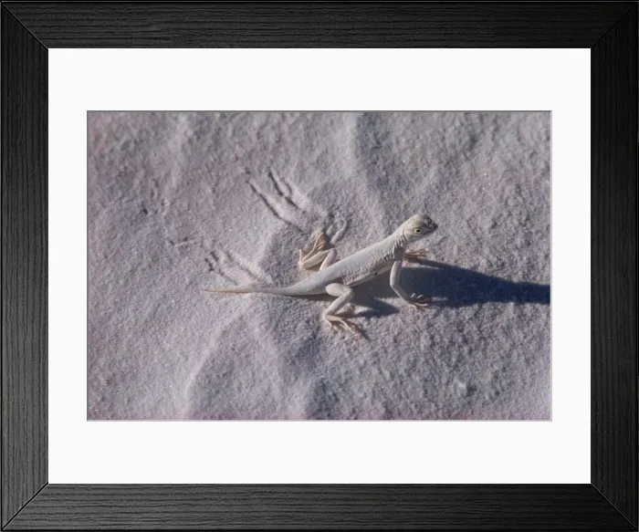 Framed Print : Lizard, White Sands, New Mexico, United States of America, North America Framed Print : Lizard, White Sands, New Mexico, United States of America, North America
