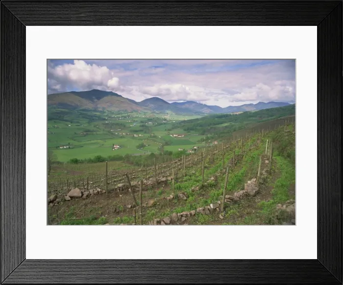 Framed Print : Vineyards near St. Jean Pied de Port, Basque area, Aquitaine, France, Europe Framed Print : Vineyards near St. Jean Pied de Port, Basque area, Aquitaine, France, Europe