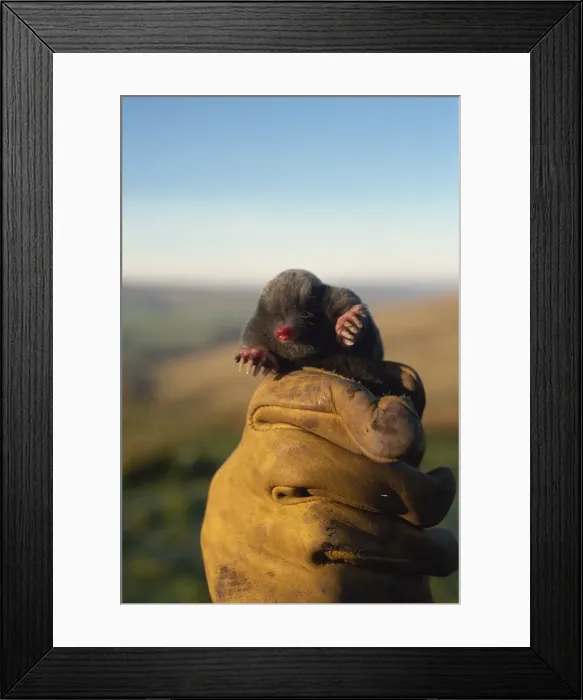 Framed Print : Mole in hand of molecatcher Peter Rutherford, United Kingdom, Europe Framed Print : Mole in hand of molecatcher Peter Rutherford, United Kingdom, Europe