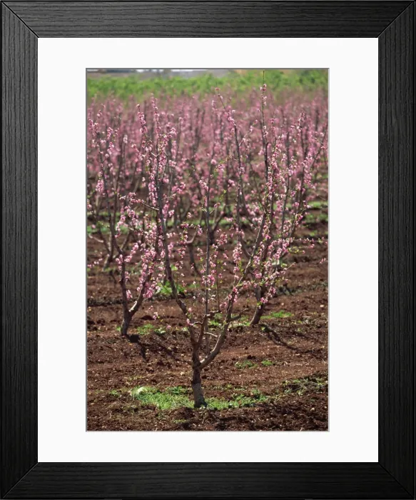 Framed Print : Blossom, Fez to Marrakesh road, Morocco, North Africa, Africa Framed Print : Blossom, Fez to Marrakesh road, Morocco, North Africa, Africa