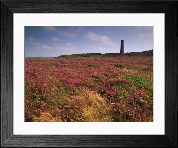 Framed Print : Tin mine near St. Just, and heather, Cornwall, England, United Kingdom, Europe Framed Print : Tin mine near St. Just, and heather, Cornwall, England, United Kingdom, Europe