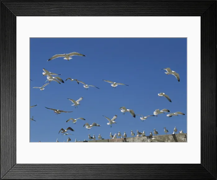 Framed Print : Sea gulls, Essaouira, Morocco, North Africa, Africa Framed Print : Sea gulls, Essaouira, Morocco, North Africa, Africa