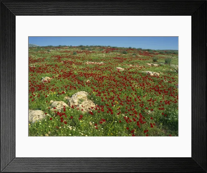 Framed Print : Wild flowers including poppies in a field in the Jordan Valley, Israel, Middle East Framed Print : Wild flowers including poppies in a field in the Jordan Valley, Israel, Middle East