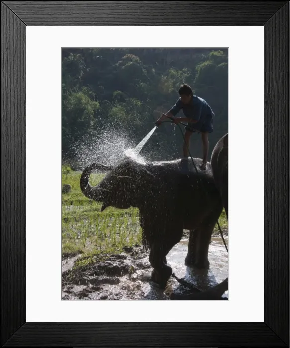 Framed Print : Tourists and elephants at the Anantara Golden Triangle Resort, Sop Ruak Framed Print : Tourists and elephants at the Anantara Golden Triangle Resort, Sop Ruak