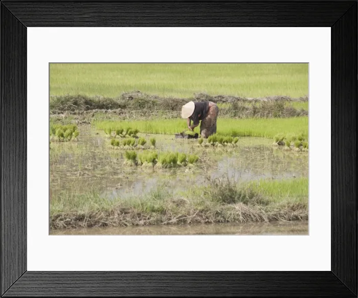 Framed Print : Planting rice, near Vientiane, Laos, Indochina, Southeast Asia, Asia Framed Print : Planting rice, near Vientiane, Laos, Indochina, Southeast Asia, Asia