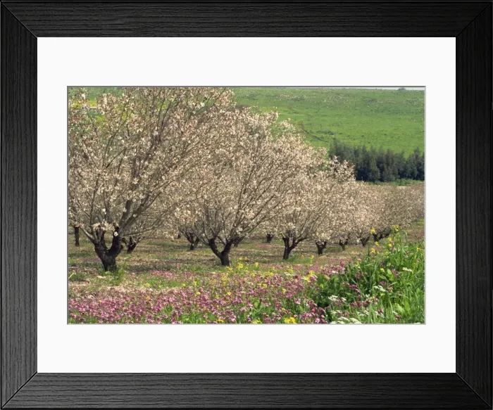 Framed Print : Winter flowers and almond trees in blossom in Lower Galilee, Israel, Middle East Framed Print : Winter flowers and almond trees in blossom in Lower Galilee, Israel, Middle East