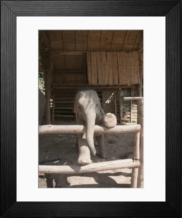 Framed Print : Elephants at the Anantara Golden Triangle Resort, Sop Ruak, Golden Triangle Framed Print : Elephants at the Anantara Golden Triangle Resort, Sop Ruak, Golden Triangle