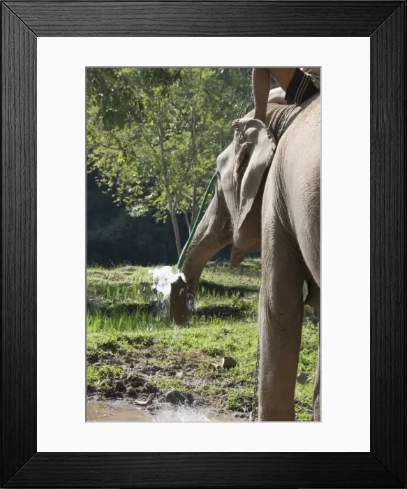 Framed Print : Elephant at the Anantara Golden Triangle Resort, Sop Ruak, Golden Triangle Framed Print : Elephant at the Anantara Golden Triangle Resort, Sop Ruak, Golden Triangle