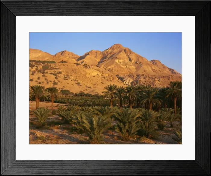 Framed Print : Palm trees and Mount Ishai at Ein Gedi in the Dead Sea area of Israel, Middle East Framed Print : Palm trees and Mount Ishai at Ein Gedi in the Dead Sea area of Israel, Middle East