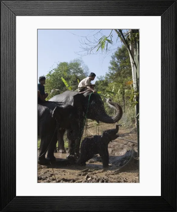 Framed Print : Elephants at the Anantara Golden Triangle Resort, Sop Ruak, Golden Triangle Framed Print : Elephants at the Anantara Golden Triangle Resort, Sop Ruak, Golden Triangle