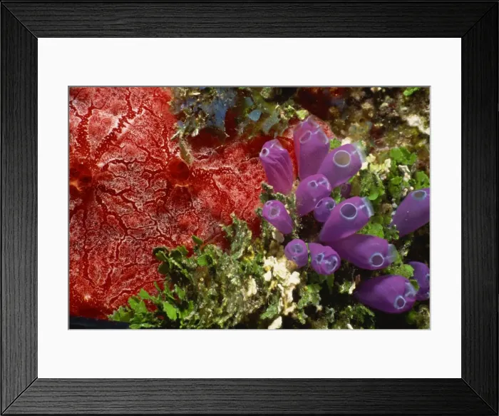 Framed Print : Colourful coral and sea plants, Honduras, Central America Framed Print : Colourful coral and sea plants, Honduras, Central America