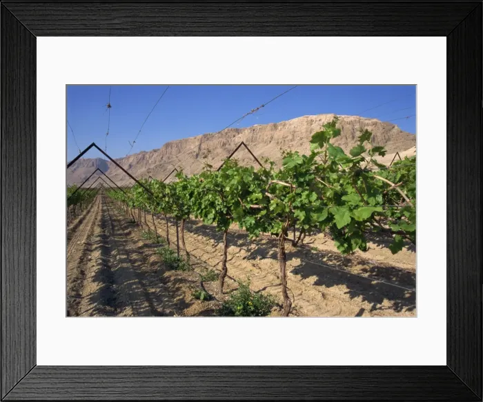 Framed Print : Row of vines in vineyard at Qumran, Judean Desert, Israel, Middle East Framed Print : Row of vines in vineyard at Qumran, Judean Desert, Israel, Middle East
