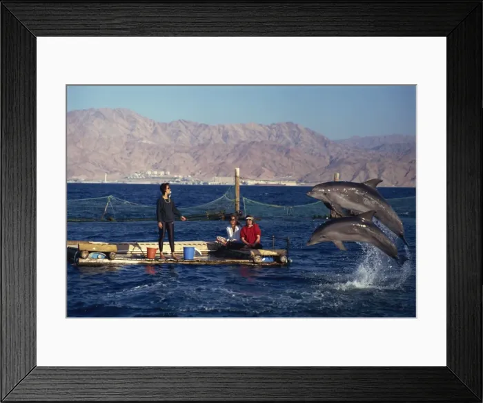 Framed Print : Woman blowing whistle to attract leaping dolphins for tourists to view at Dolphin Reef Framed Print : Woman blowing whistle to attract leaping dolphins for tourists to view at Dolphin Reef