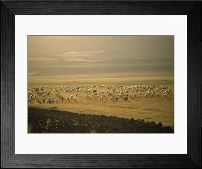Framed Print : Flock of sheep, important in the Kurdish economy, Kurdistan, Anatolia, Turkey Framed Print : Flock of sheep, important in the Kurdish economy, Kurdistan, Anatolia, Turkey