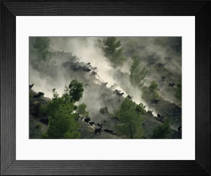 Framed Print : Goats heading for better pastures, Anatolia, Turkey, Asia Minor, Eurasia Framed Print : Goats heading for better pastures, Anatolia, Turkey, Asia Minor, Eurasia
