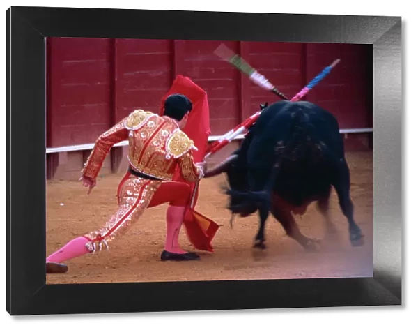 Steering the bull by left horn tip, bullfighting, Spain, Europe