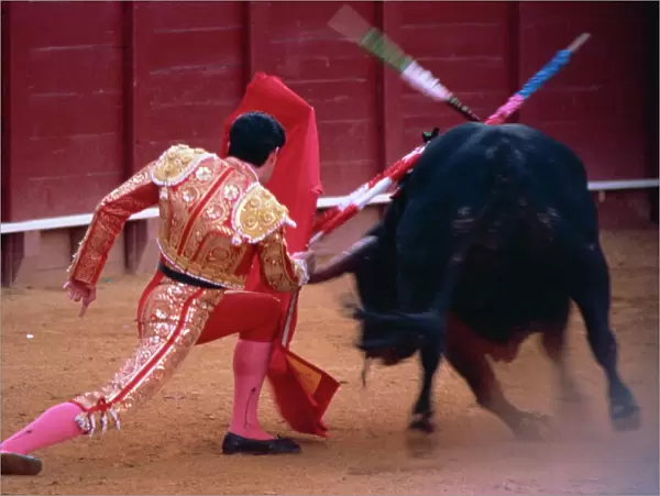 Steering the bull by left horn tip, bullfighting, Spain, Europe
