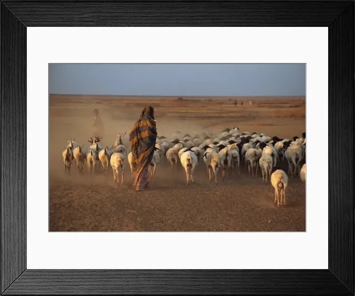 Framed Print : Woman herding sheep at sundown, Hartisheik, Ethiopia, Africa Framed Print : Woman herding sheep at sundown, Hartisheik, Ethiopia, Africa