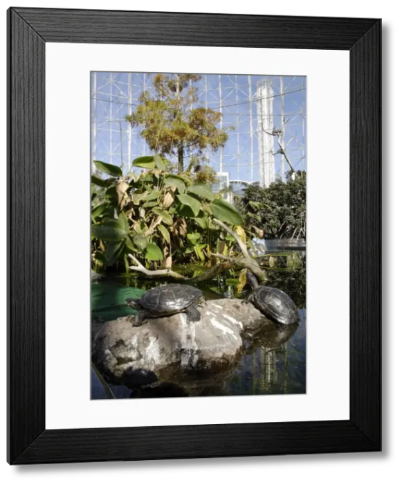 Framed Print : Inside the Aviary, Oceanografic, Valencia, Spain, Europe Framed Print : Inside the Aviary, Oceanografic, Valencia, Spain, Europe
