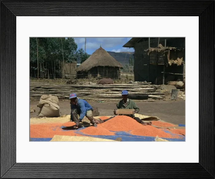 Framed Print : Sifting lentils in the wind, Ankober, Ethiopia, Africa Framed Print : Sifting lentils in the wind, Ankober, Ethiopia, Africa